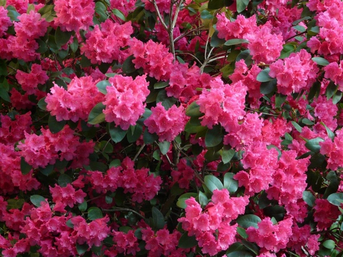 Azalea (Rhododendron) 'Rosy Lights' 